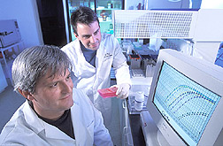 Technician and geneticist study the genetic material from a rainbow trout: Click here for full photo caption.