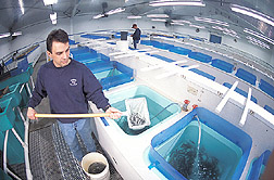 Geneticist collects immature trout: Click here for full photo caption.