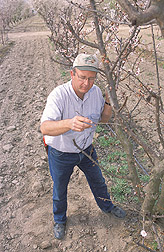 Geneticist examines bloom progression on a branch of apricot tree: Click here for full photo caption.