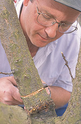 Geneticist applies a girdling treatment to an Apache apricot branch: Click here for full photo caption.