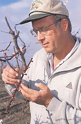 Geneticist emasculates flowers in preparation for hybridization: Click here for full photo caption.