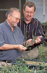 Geneticist and agronomist prepare vegetative cuttings of wild peanuts: Click here for full photo caption.
