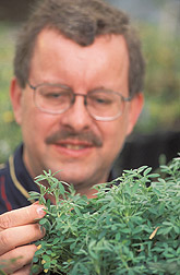 Geneticist examines clover seedling: Click here for full photo caption.
