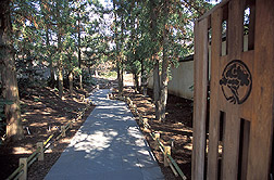 A walkway at the Bonsai and Penjing Museum: Click here for full photo caption.