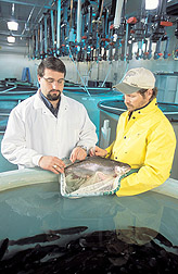 Molecular biologist and fish culturist taking tissue samples: Click here for full photo caption.