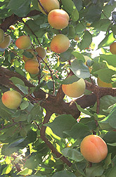 Apache apricot tree: Click here for photo caption.