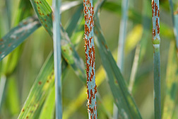Close-up of stem rust on wheat: Click here for photo caption.
