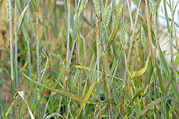Stem rust on wheat: Click here for photo caption.