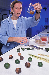 Plant pathologist examines macadamia nuts for hairline cracks: Click here for full photo caption.