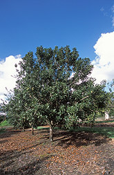 One of 43 macadamia accessions maintained in Hilo, Hawaii: Click here for full photo caption.