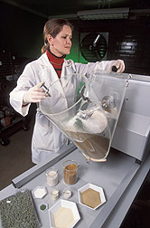 Technician makes experimental diet for hybrid striped bass: Click here for full photo caption.