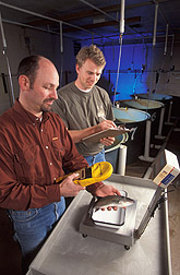 Fish nutritionist and technician scan fish for growth rate: Click here for full photo caption.