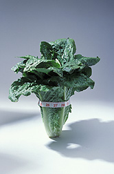 Romaine lettuce wrapped with a tape measure: Click here for full photo caption.