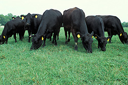 Angus cattle on pasture: Click here for photo caption.
