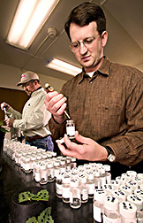 Biologist and technician test for herbicide-resistant weeds: Click here for full photo caption.