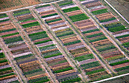 An aerial view of various crops growing in alternative cropping system plots: Click here for full photo caption.