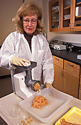 Technician grinds chicken in preparation for modeling experiments of Salmonella: Click here for full photo caption.