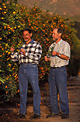ARS horticulturalist and professor at UC Riverside discuss genetic diversity of a citrus accession: Click here for full photo caption.