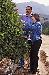 ARS horticulturalist and museum scientist at UC Riverside examine leaf structure of a wild citrus relative: Click here for full photo caption.
