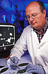 Plant pathologist prepares leaf samples for nucleic acid extraction: Click here for full photo caption.