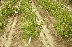 Wild tobacco plants: Click here for full photo caption.