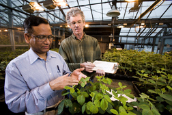 Molecular geneticist and technician rate soybean plants for bean pod mottle virus symptom severity 2 weeks after inoculation: Click here for full photo caption. 
