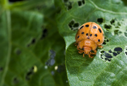 The Mexican bean beetle, Epilachna varivestis: Click here for full photo caption.