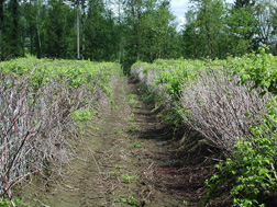 In a field near Corbett, Oregon, 4-year-old black raspberry bushes exhibit dead canes: Click here for full photo caption.