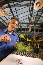 ARS plant pathologist collects spores of the pathogen that causes bean rust: Click here for full photo caption.