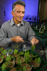 ARS plant pathologist inoculates bean plants with spores of the bean rust fungus: Click here for full photo caption.