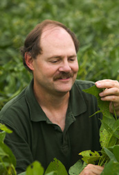 Plant pathologist inspects soybean plants for disease symptoms that resemble rust: Click here for full photo caption.