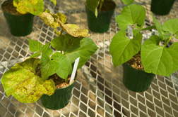 A rust-susceptible bean plant and a rust-resistant one: Click here for full photo caption.