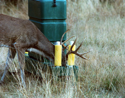 A buck feeds from a plastic 4-poster: Click here for full photo caption.