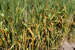 Wheat leaf rust on wheat: Click here for photo caption.