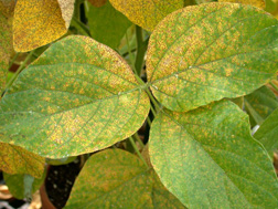 Soybean leaves infected with soybean rust: Click here for photo caption.