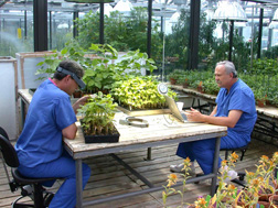 Molecular biologist rates plants for resistance to Asian soybean rust while plant pathologist inputs the data on a laptop computer: Click here for full photo caption.