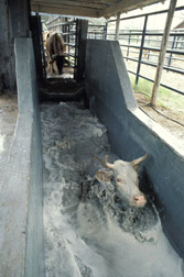 Cattle going through a tick treatment bath at McAllen, Texas: Click here for full photo caption.