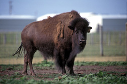 Bison at the National Animal Disease Center in Ames, Iowa: Click here for full photo caption.