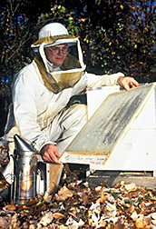 Technician examines Varroa trap board. Click here for full photo caption.