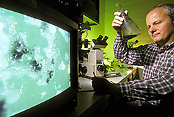 Microbiologist Mark Jackson evaluates microsclerotia. Click here for full photo caption.