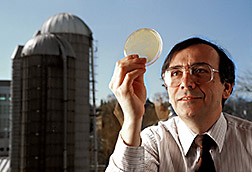 Agricultural engineer Richard Muck inspects a petri dish containing a strain of Lactobacillus buchneri. Click here for full photo caption.