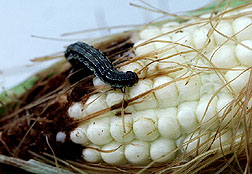 The corn earworm