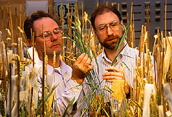 Herbert Ohm and Joe Anderson inspect wheatgrass plants.