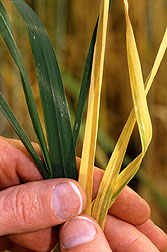 Infected leaves compared with healthy wheat.