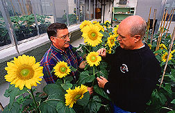 Jerry Miller and Dale Rehder pollinate sunflowers.