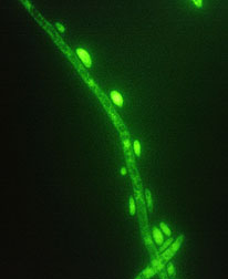 Fluorescein-tagged cecropin-A peptide.