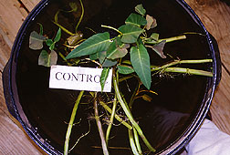 Untreated water spinach.