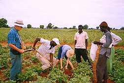 Plant physiologist and Cinzana Research Station staff collect cowpea root samples. Click here for full photo caption.