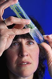 Geneticist looks at root growth on genetically engineered wheat plants. Click here for full photo caption.