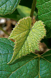 Concord grape plant. Click here for full photo caption.